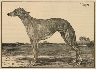 Capri, Winner of the Waterloo Cup Dogs