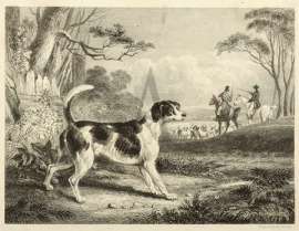 The Stag Hound Dogs The Stag Hound