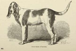 Half-Bred D’Artois Dogs
