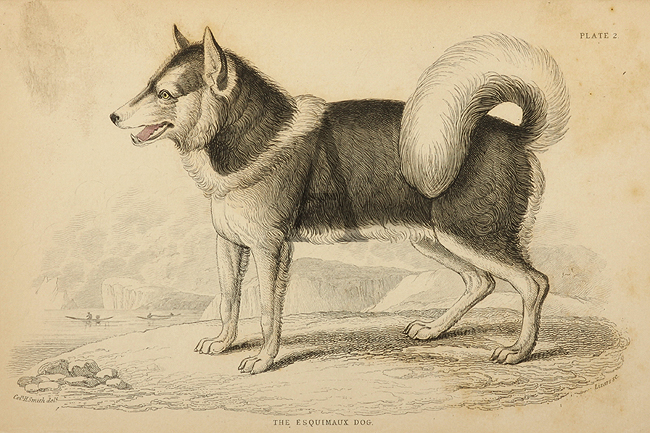 The Esquimaux Dog. [Husky] - Antique Print from 1843