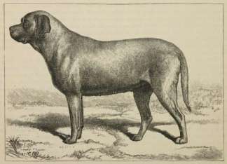 Mrs. Rawlinson’s Countess Dogs