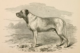 Mr. Wallace’s Turk Dogs