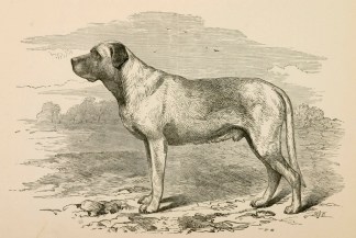 Mr. Wallace’s Turk Dogs