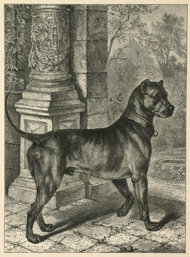 German Mastiff Dog - Antique Print from 1882