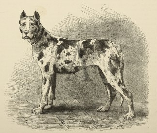 Herr Wuster’s Tiger German Mastiff… Dogs