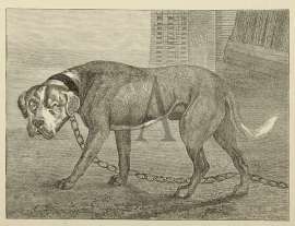 Mastiff in 1820, as Depicted in the “Sportsm… Dogs