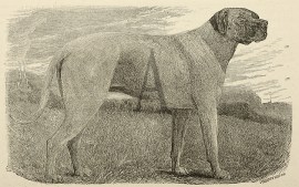 The Mastiff of Thibet. Dogs