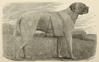 The Mastiff of Thibet. Dogs
