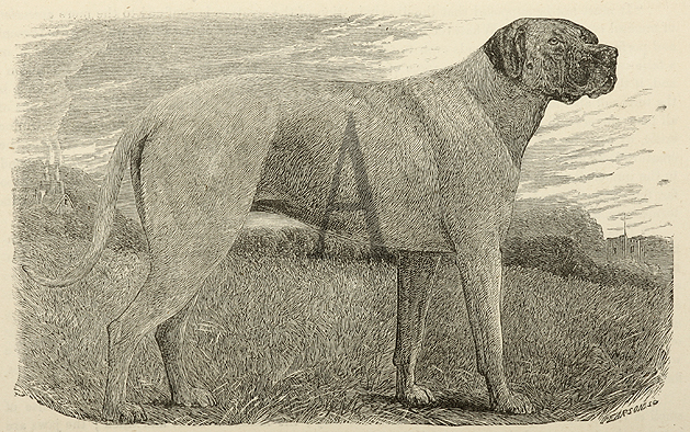 The Mastiff of Thibet. - Antique Print from 1886