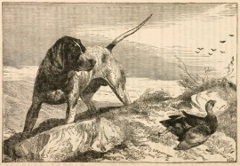 The Pointer and the Wounded Grouse Dogs