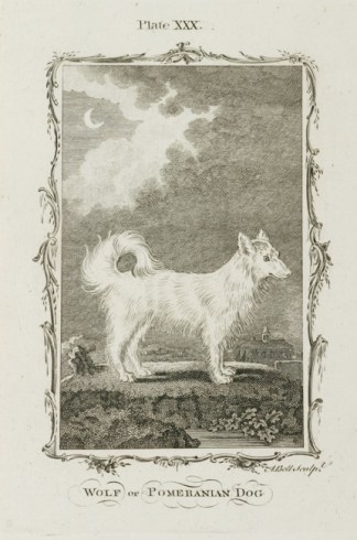 Wolf or Pomeranian Dog Dogs