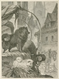 Black Pomeranian Dogs