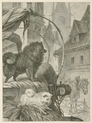 Black Pomeranian Dogs