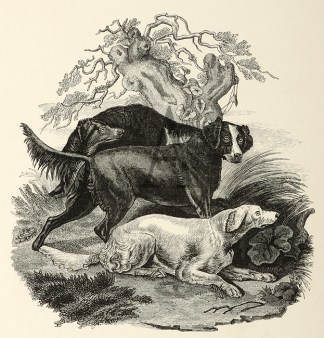 Setters in 1805. Dogs