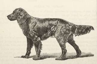 Lady Pilot: A Fine Gordon Setter. Born J… Dogs