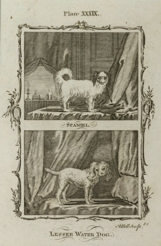 Spaniel, Lesser Water Dog Dogs