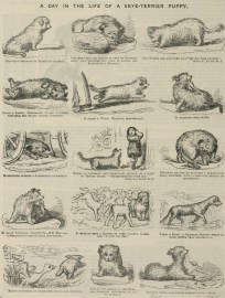 A Day in the Life of a Skye-Terrier Puppy Dogs