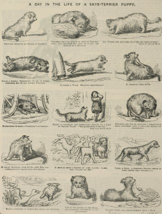 A Day in the Life of a Skye-Terrier Pupp… Dogs