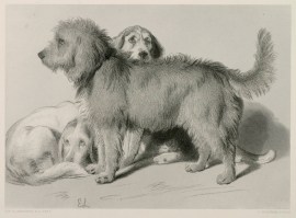The Three Dogs Dogs