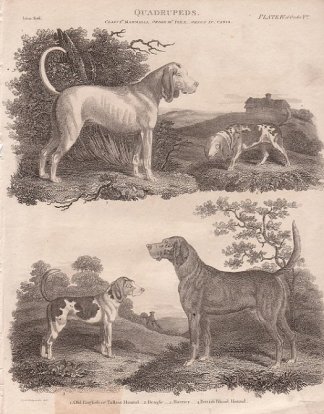 British Blood Hound Dogs
