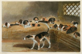 Ornaments of the Bench. Dogs