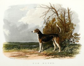 Fox Hound Dogs Fox Hound