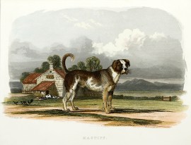 Mastiff Dogs Mastiff