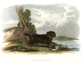 Otter Terrier Dogs Otter Terrier