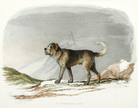 St. Bernard Dog Dogs St. Bernard Dog