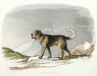 St. Bernard Dog Dogs