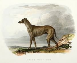 Irish Wolf Hound Dogs Irish Wolf Hound