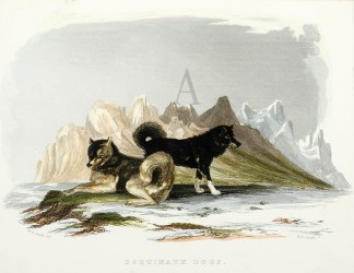 Esquimaux Dogs. [Huskies] Dogs