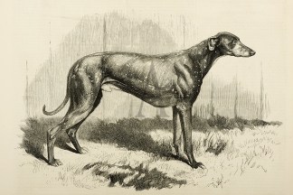 Stud Greyhound Fleetfoot, the Property o… Dogs