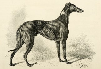 Master M’Grath the Triple Winner o… Dogs