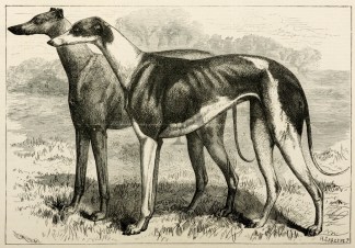 Honeymoon and Corby Castle The Winner an… Dogs