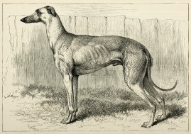Gilderoy (The Property of Mr. T. M. Goodlake, Winner of the Waterloo Purse. Dogs Gilderoy (The Property of Mr. T. M. Goodlake, Winner of the Waterloo Purse.