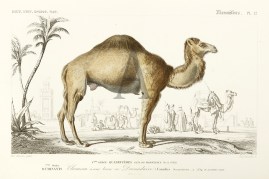 Chameau a une Bosse Dromadaire (Camelus dromedarius)