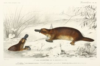 Ornithorhynque paradox Australian - General