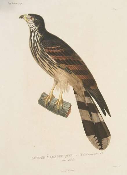 Autour A Longue Queue Falcon - Antique Print from 1826