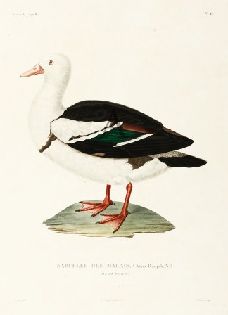 Sarcelle des Malais Australian