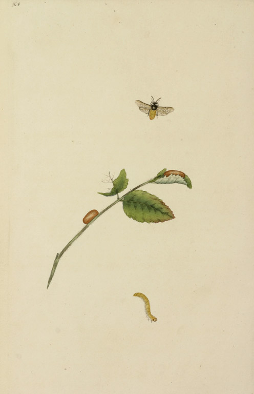 Hymenoptera. - Antique Print from 1796