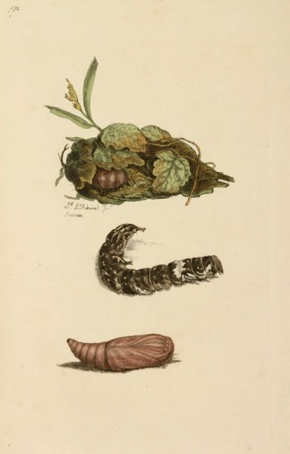 The Caterpillar Of Phalaena Pini. Insects & Arachnids