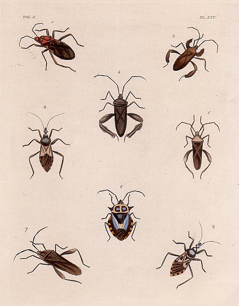 Ectrichodia Barbicornis - Antique Print from 1837