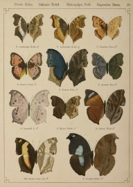 Precis Hubn. Salamis Boisd. Rhinopalpa Feld. Napeocles Bates