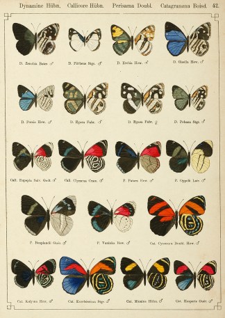 Dynamine Hubn Insects & Arachnids