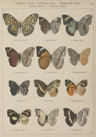 Eurphene Boisd. Neurosigma Butl. Hamanum… Insects & Arachnids