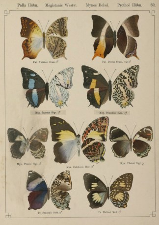 Palla Hubn. Megistanis Westw. Mynes Bois… Insects & Arachnids