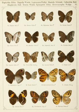 Euptychia Hubn ANIMALS