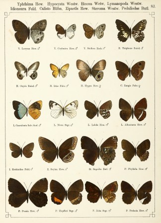 Yphthima Hew ANIMALS