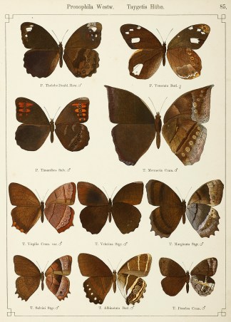 Pronophila Westw. Taygetis Hubn ANIMALS